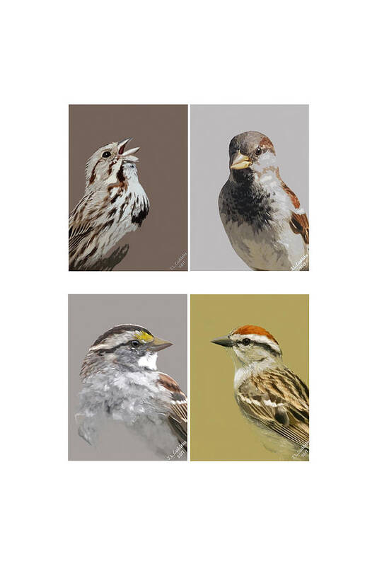 Birds Art Print featuring the mixed media Four Sparrows by Judy Cuddehe
