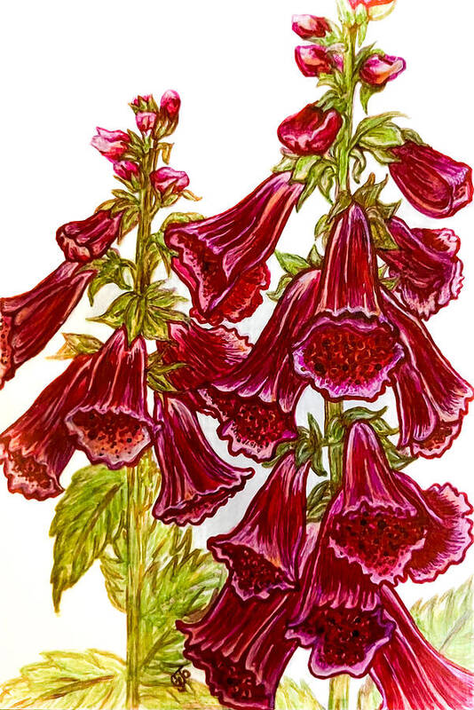 Flowers Art Print featuring the drawing Foxgloves by Jo Prevost