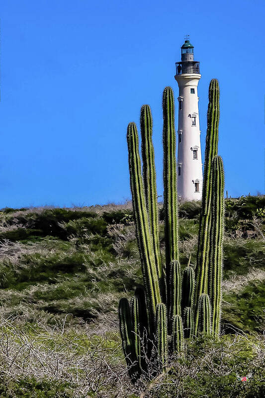Cactus Art Print featuring the photograph Framed Lighthouse by Pam Rendall