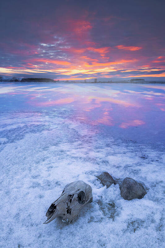 Skull Art Print featuring the photograph Frozen Skull by Aaron J Groen