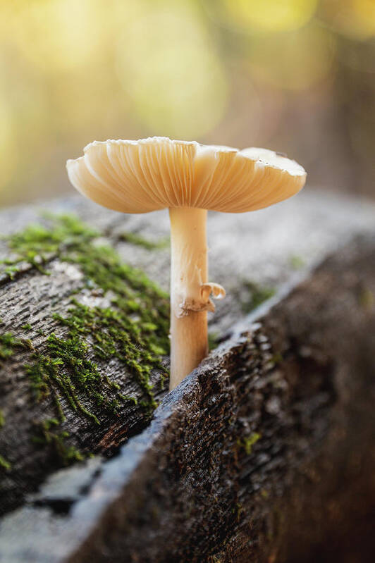 Fungus Art Print featuring the photograph Fun Guy Log by Grant Twiss