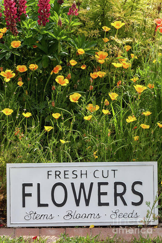 Flowers Art Print featuring the photograph Garden flowers with fresh cut flower sign 0749 by Simon Bratt