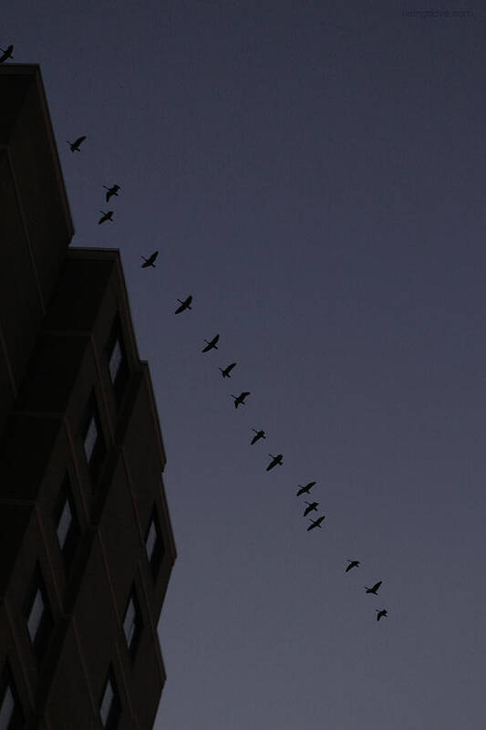 Flying Geese Geese Flying Sunrise Dawn Dark Blue Morning Highrise Art Print featuring the photograph Geese Fly over Landmark Just Before Dawn March 3 2021 by Miriam A Kilmer