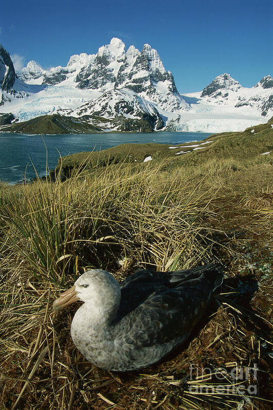 00260858 Art Print featuring the photograph Giant Petrel and Mt Cunningham by Grant Dixon