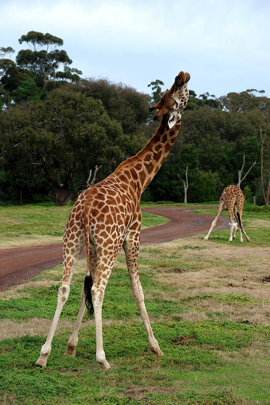 Australian Art Print featuring the photograph Giraffe Dance by Graham Palmer