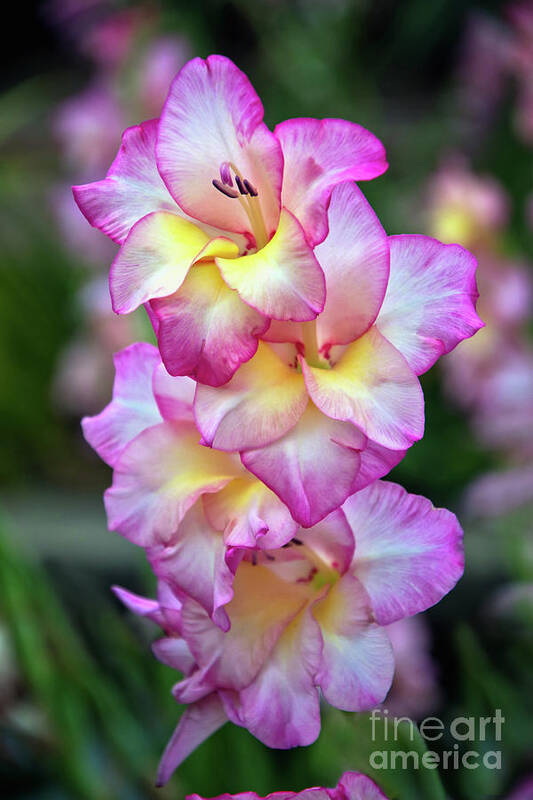 Summer Art Print featuring the photograph Glorious Gladiolus by Amy Dundon