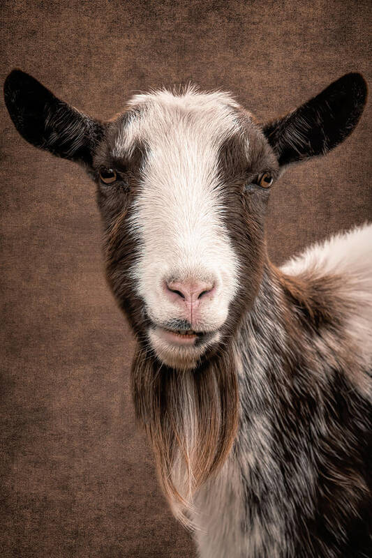 Goat Art Print featuring the digital art Goat Portrait by Marjolein Van Middelkoop
