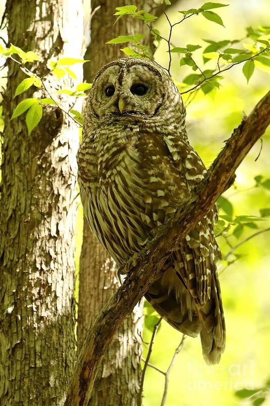 Owl Portrait Art Print featuring the photograph Goddess of greenery by Heather King