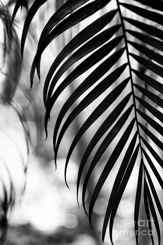 Golden Cane Palm Art Print featuring the photograph Golden Cane Palm Frond by Tim Gainey