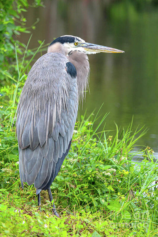  Art Print featuring the photograph Great Blue Heron at the Venice Rookery, FL by Joanne Carey