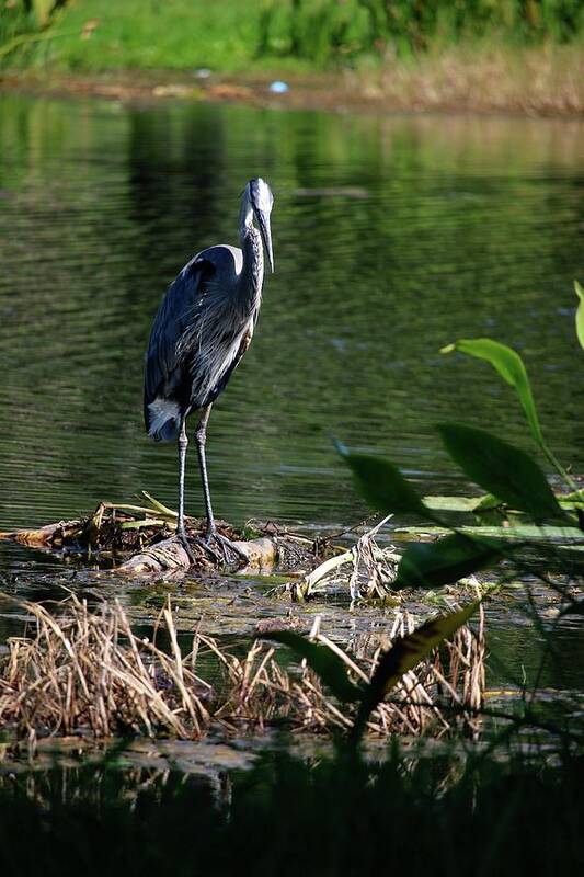 Great Blue Heron Leesburg Florida Central Florida Lake Harris Art Print featuring the photograph Great Blue Heron at Venetian Gardens #3 by Philip And Robbie Bracco