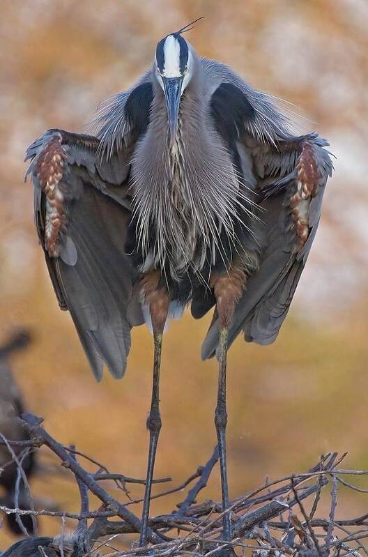 Ird Art Print featuring the photograph Great Blue Heron by Steve DaPonte