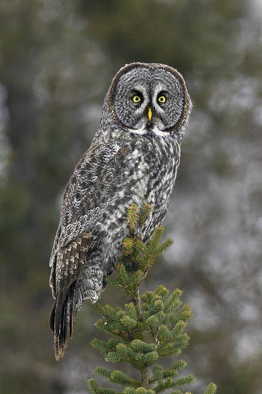 Owl Art Print featuring the photograph Great Gray Owl by Timothy McIntyre
