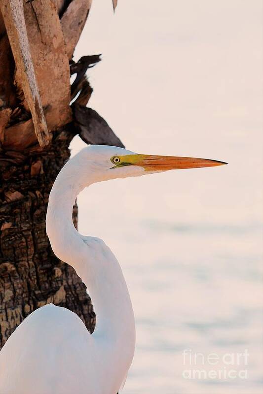 Great White Egret Art Print featuring the photograph Great White Egret Standing by a Cabbage Palm Tree by Joanne Carey
