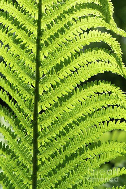 Fern Art Print featuring the photograph Green fern leaf and sunlight in the forest by Adriana Mueller