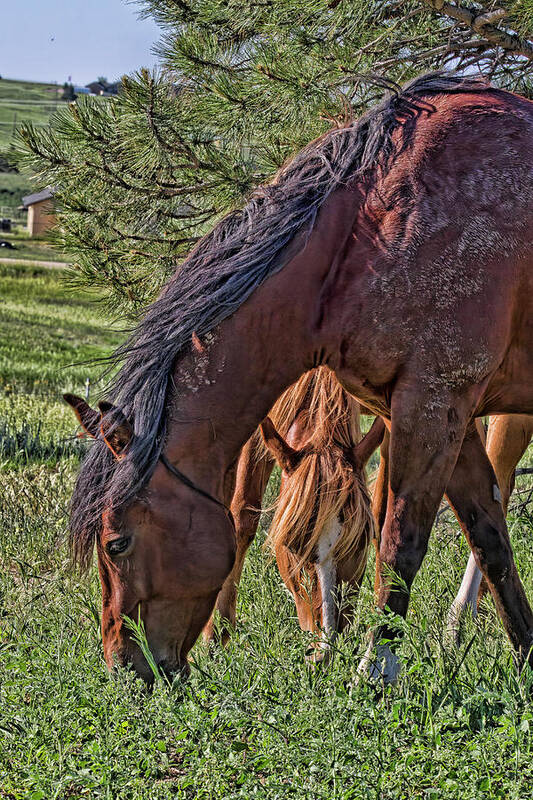Horses Art Print featuring the photograph Green Grass and Mud by Alana Thrower