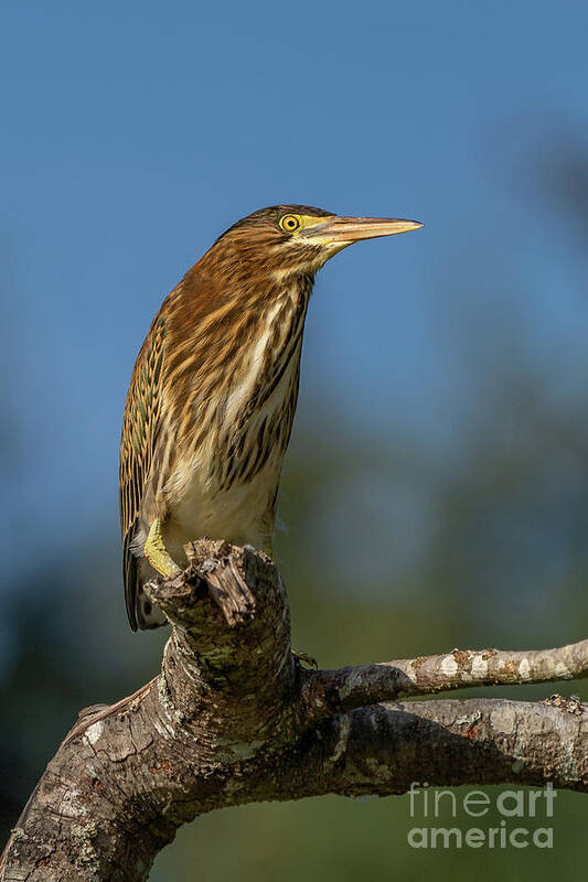 Butorides Virescens Art Print featuring the photograph Green Heron Blue Sky by Nancy Gleason