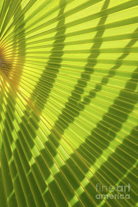 Palm Leaf Art Print featuring the photograph Green palm leaf and shadows 1 by Adriana Mueller