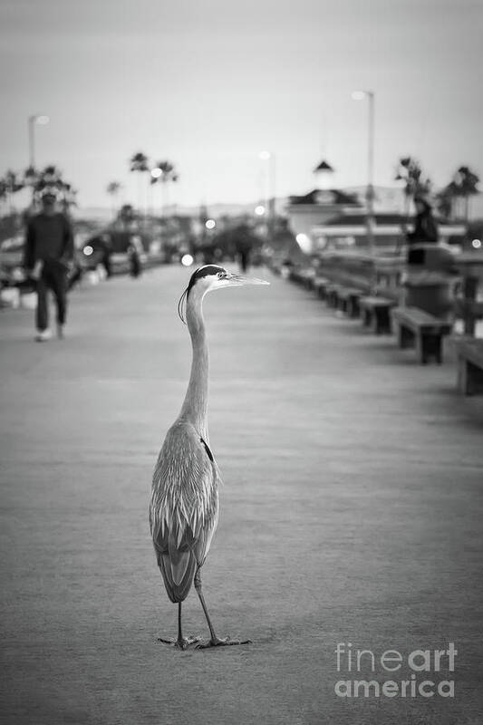 2010 Art Print featuring the photograph Grey Heron Newport Pier Black and White Photo by Paul Velgos