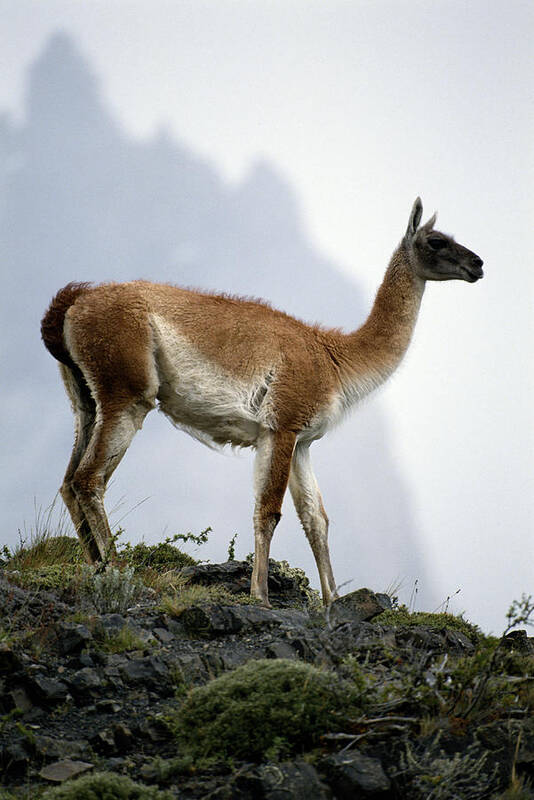Scenics Art Print featuring the photograph Guanaco At Torres Del Paine National Park In Chile by Joseph Van Os