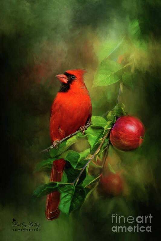 Cardinal Art Print featuring the mixed media Handsome Cardinal by Kathy Kelly