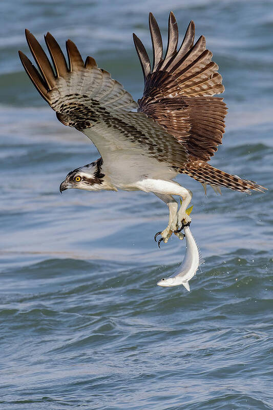 Osprey Art Print featuring the photograph Hangin' by One by RD Allen