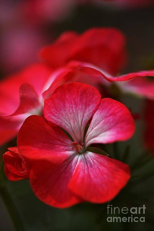 Zonal Geranium Art Print featuring the photograph Happy Bright Geranium by Joy Watson