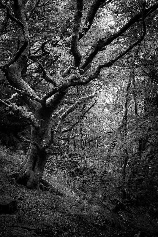 Tree Art Print featuring the photograph Hello darkness by Gavin Lewis