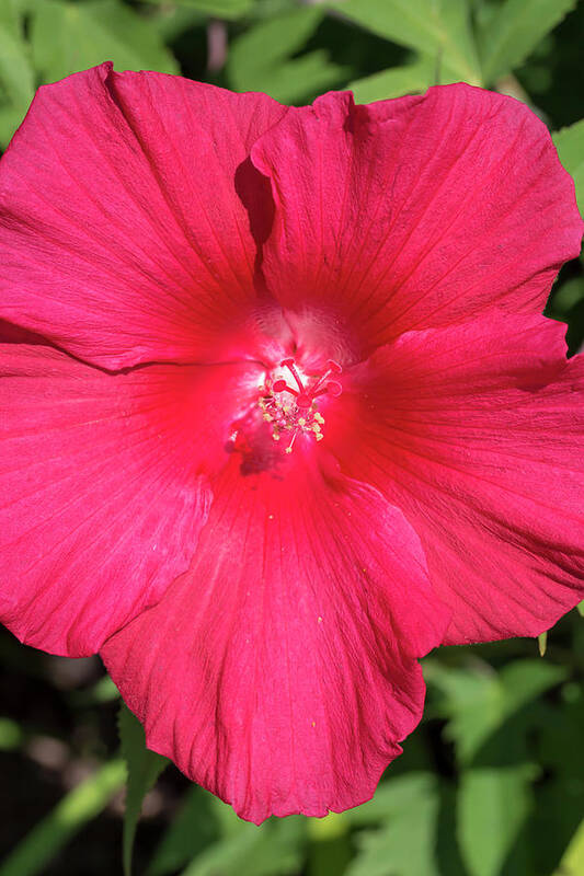 Flower Art Print featuring the photograph Hibiscus Lord Baltimore by Dawn Cavalieri
