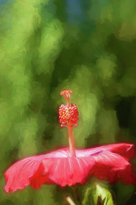 Nature Art Print featuring the photograph Hibiscus Painted Lady 150 by Rich Franco