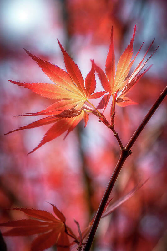 Leaves Art Print featuring the photograph Hope is Red by Philippe Sainte-Laudy
