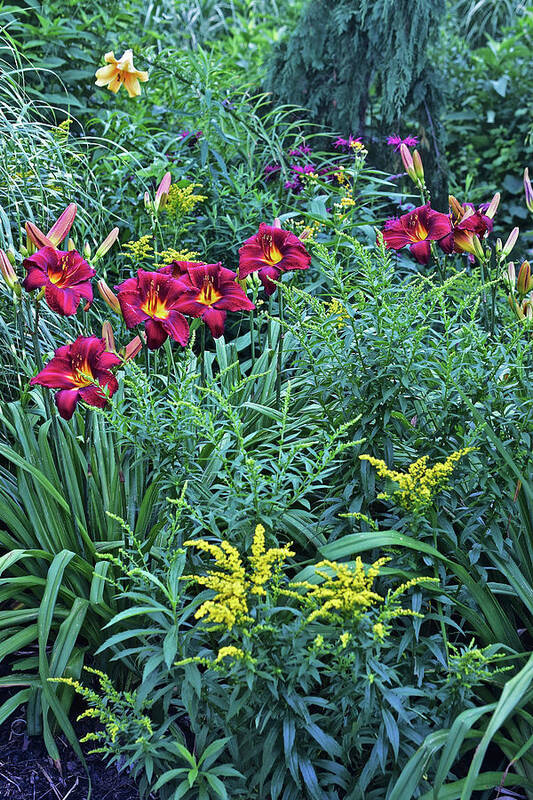Summer Art Print featuring the photograph Hot July Daylilies by Janis Senungetuk