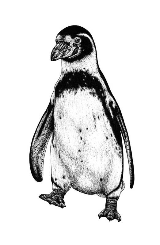 Penguin Art Print featuring the drawing Humboldt penguin by Loren Dowding