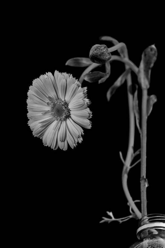 Still Life Art Print featuring the photograph Humpback daisy in black and white by Alessandra RC
