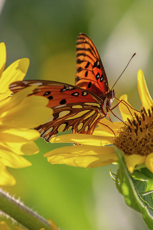 Butterfly Art Print featuring the photograph Hungry butterfly by Jamie Tyler