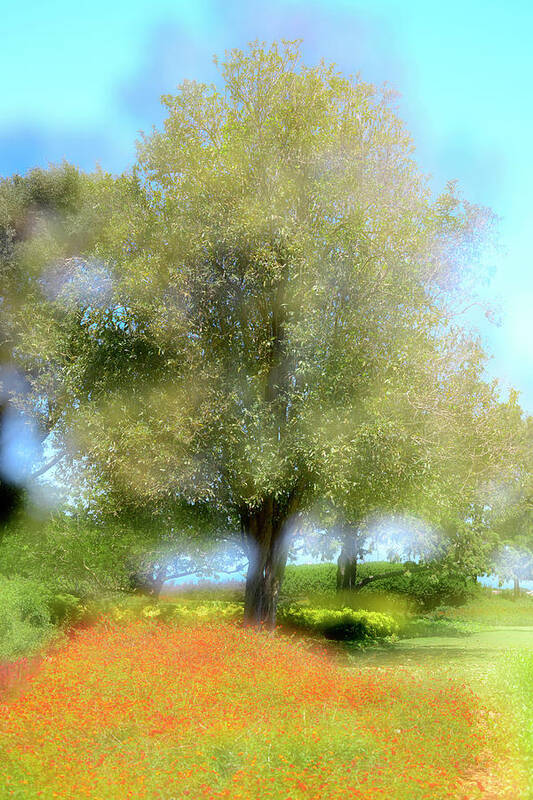 Impressionistic Art Print featuring the photograph Impression of a Tree by Dubi Roman
