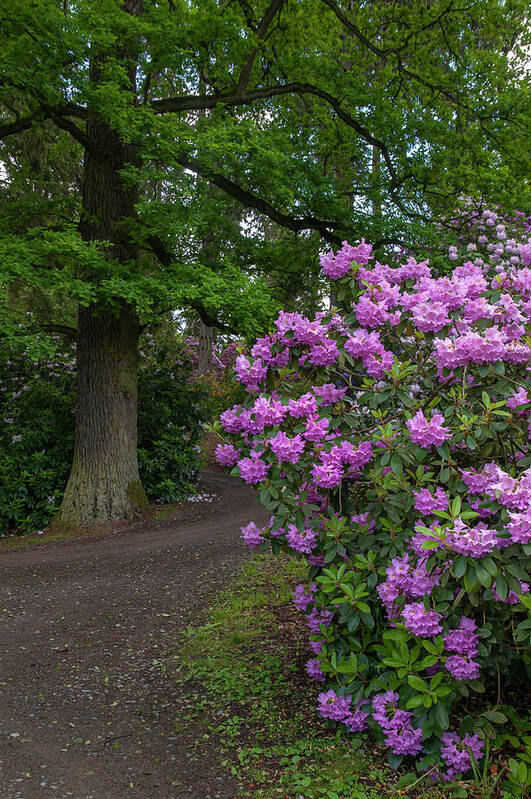 Jenny Rainbow Fine Art Photography Art Print featuring the photograph In Rhododendron Woods 28 by Jenny Rainbow