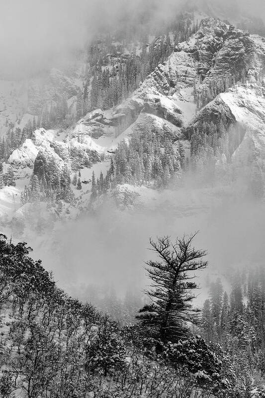 Mountain Art Print featuring the photograph In The Clearing by Denise Bush