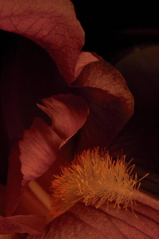 Flower Art Print featuring the photograph Iris 0232 by Julie Powell