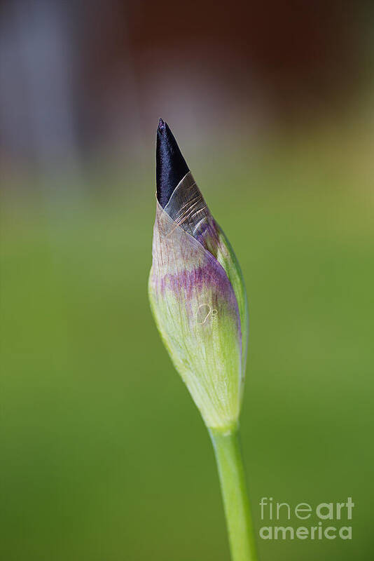 Iridaceae Art Print featuring the photograph Iris Bud Purple To Black by Joy Watson