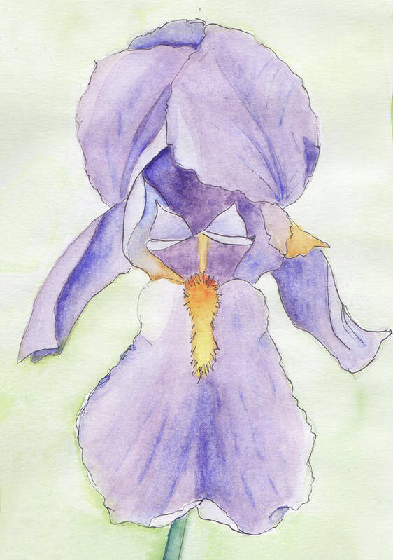 Iris Art Print featuring the painting Iris Magic by Anne Katzeff