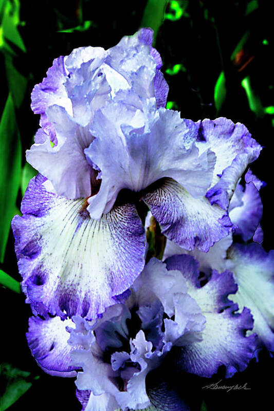 Color Art Print featuring the photograph Iris Profusion 2 by Alan Hausenflock