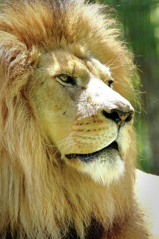 Lion Art Print featuring the photograph Is This My Good Side by Lens Art Photography By Larry Trager