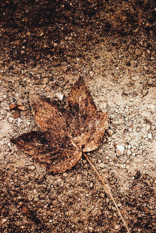 Leaf Art Print featuring the photograph I've fallen of my home by Yasmina Baggili