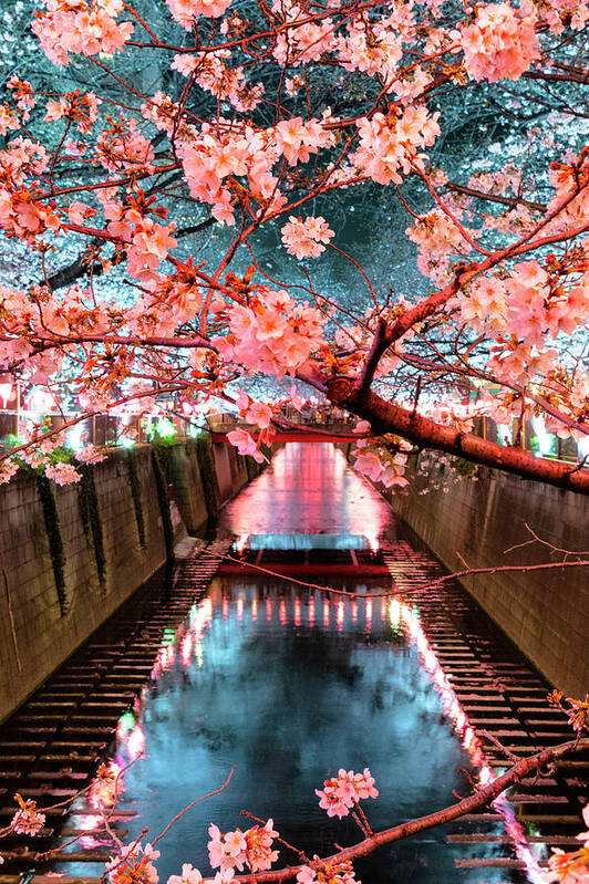 Japan Art Print featuring the photograph Japan Rising Sun Collection - Meguro River Cherry Blossom V I by Philippe HUGONNARD