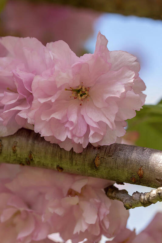 Flower Art Print featuring the photograph Japanese Flowering Cherry 4 by Dawn Cavalieri