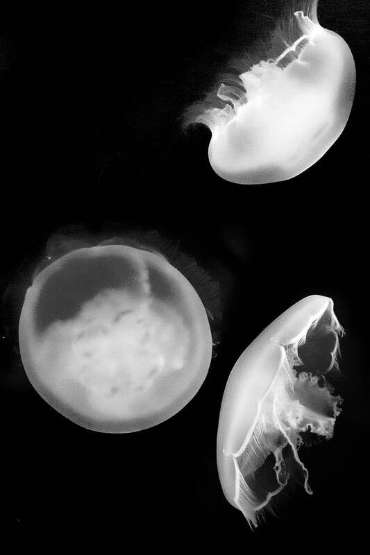Aquarium Art Print featuring the photograph Jelly trio by Gina Cinardo