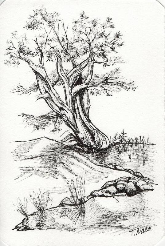 Black And White Art Print featuring the drawing Juniper and Dry Stream by Tammy Nara