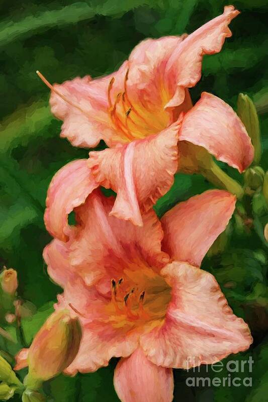 Day Lily Art Print featuring the photograph Just Peachy by Pam Holdsworth