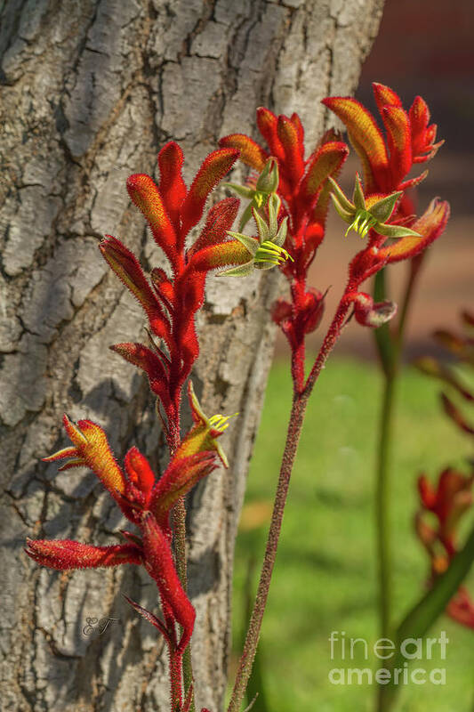 Kangaroo Paw (anigozanthos Manglesii) #4 Art Print featuring the photograph Kangaroo Paw - Anigozanthos manglesii 4 by Elaine Teague